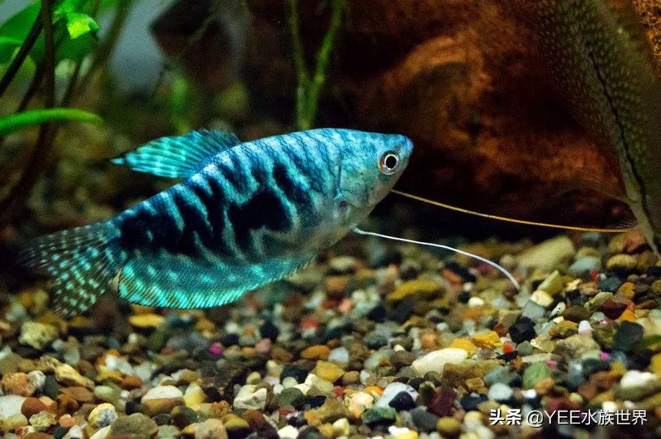 观赏鱼新手入门推荐,观赏鱼新手入门教程