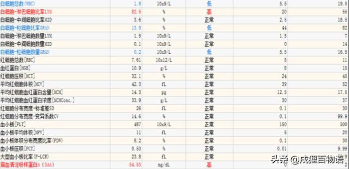 猫咪得了猫瘟如何治愈,猫咪得了猫瘟怎么帮助它挺过去
