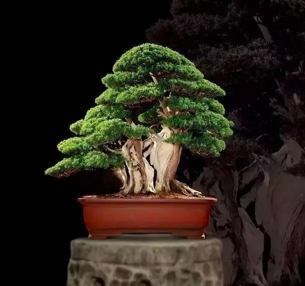 中国十大名贵稀有植物物种,全身是宝的名贵植物有哪些