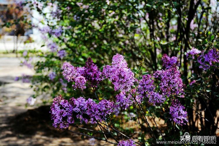 山西农大美丽的校园,山西农大校园风光