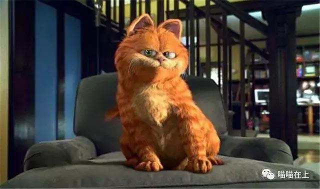 关于加菲猫的视频,关于加菲猫的知识资料