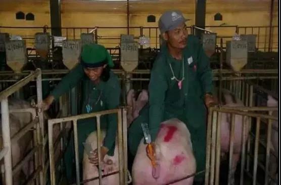 你知道提高母猪产仔数的关键点有哪些吗？