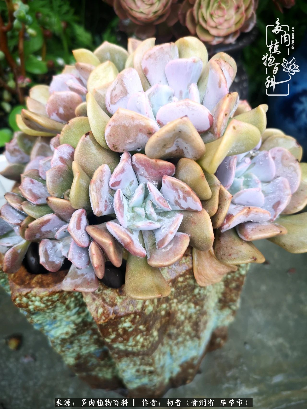 和多肉共度美好时光,与多肉一起成长
