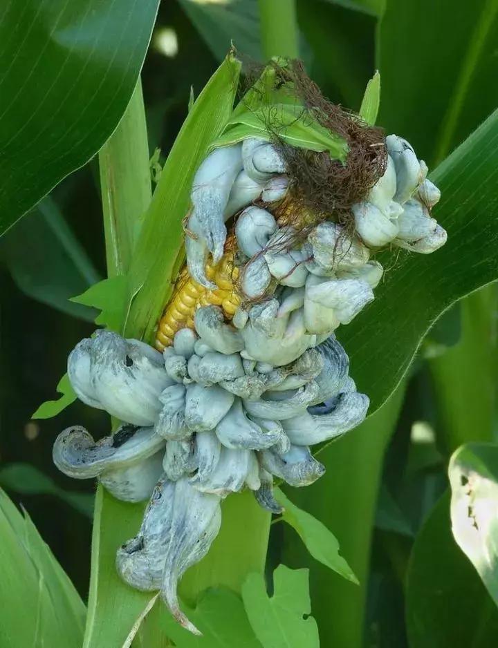 不用放味精就能提鲜的盐,不用味精鸡精用什么提鲜