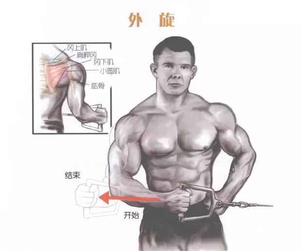 肩部肌肉训练有什么用,肩部训练肌肉线条的美感