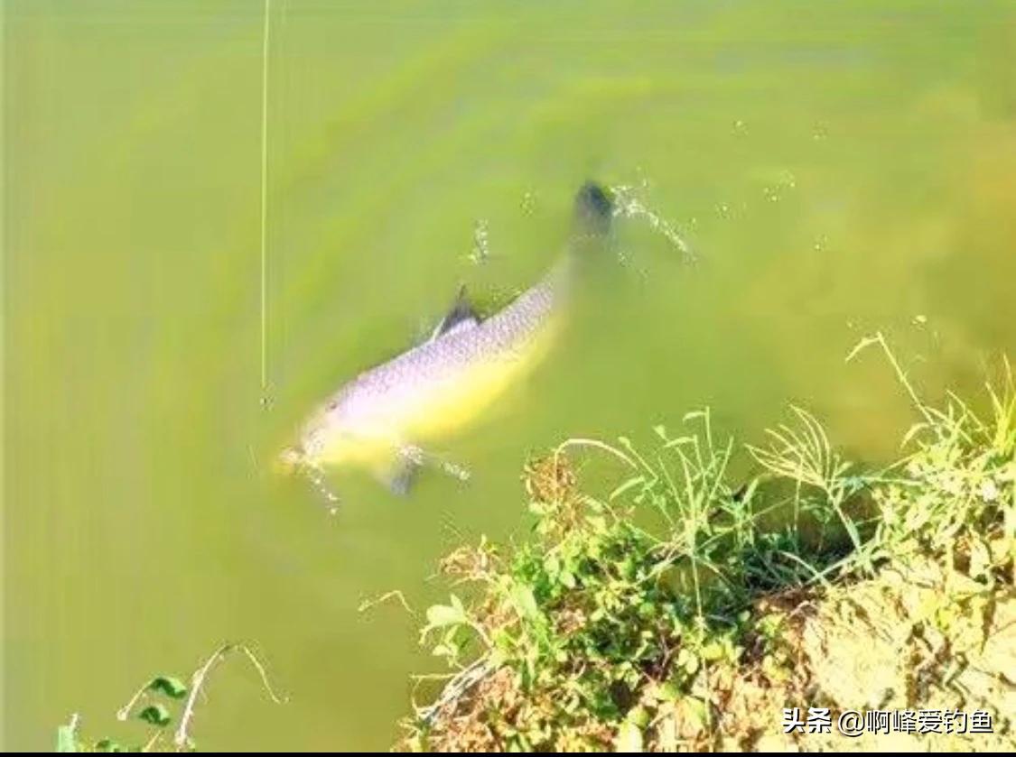 用颗粒钓鱼小妙招,钓鱼用颗粒钓法