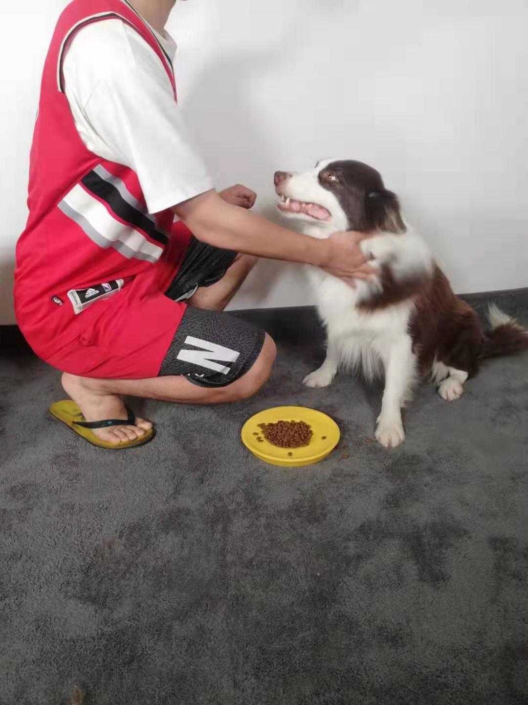 怎么正确喂狗狗零食,怎么喂狗狗吃饭