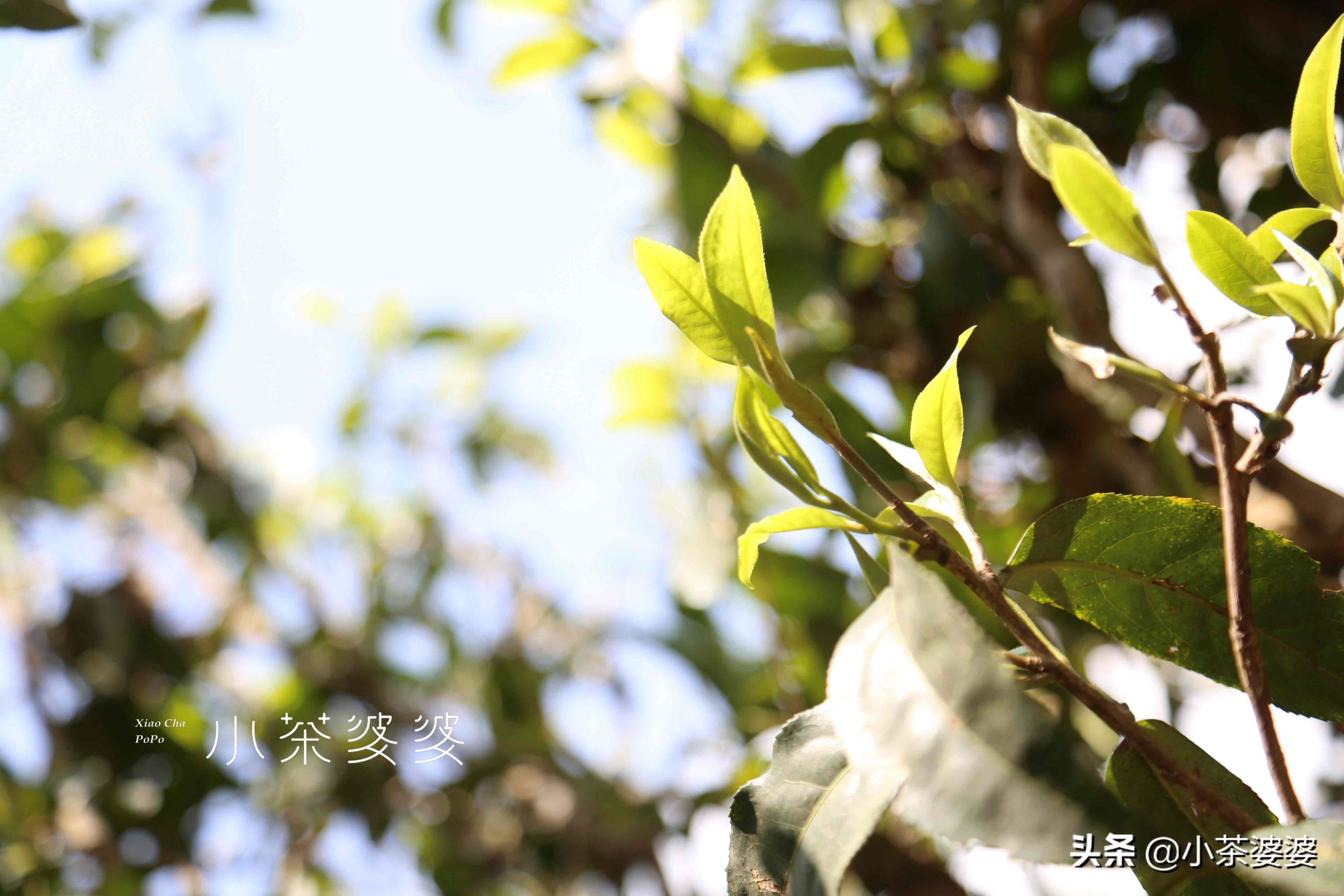 漫话老班章(一)