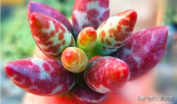 类似婴儿手指的多肉,跟婴儿手指类似的多肉品种