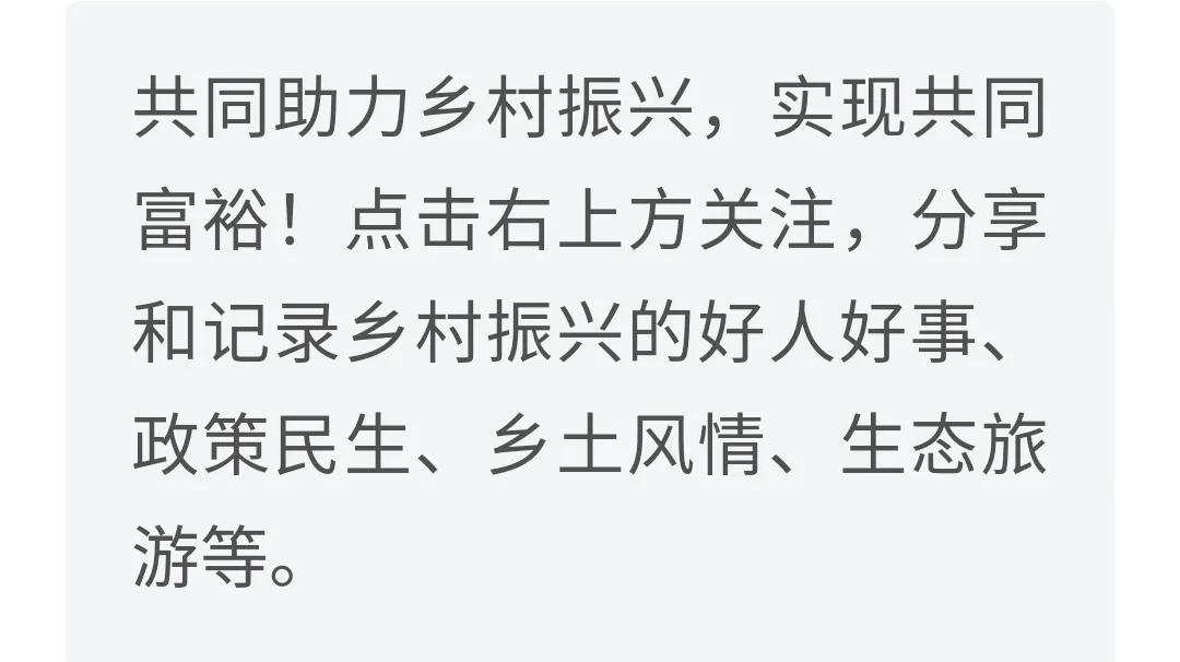 清华大学担负起定点帮扶：大理南涧县土林凤凰茶品味