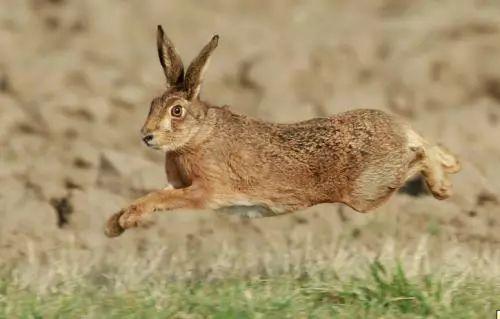 为什么下山野鸡不能追,下山野鸡为什么不能追