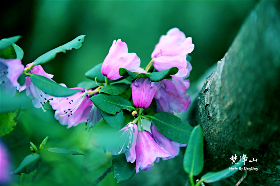 神奇的梵净山真正的天空之镜,梵净山金顶旅行真实感受