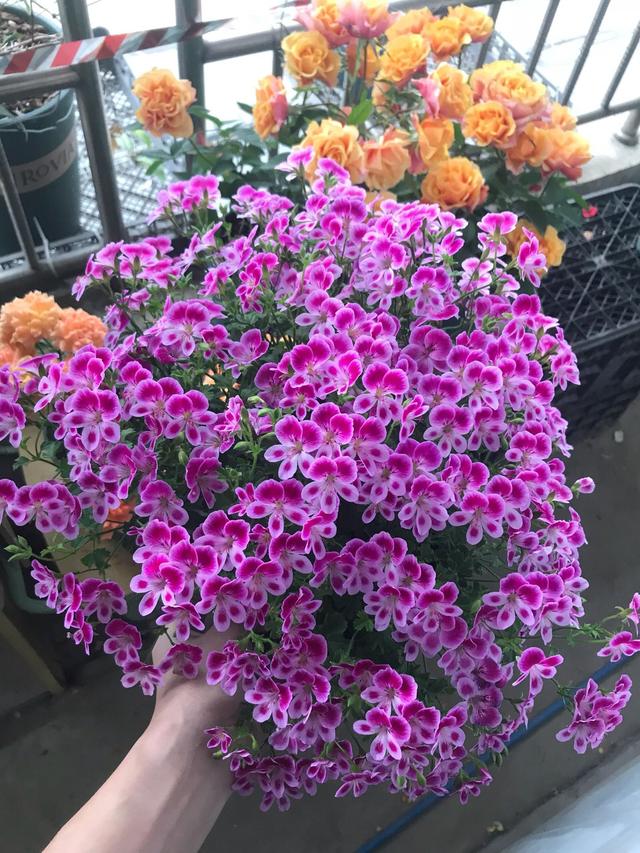 驱蚊虫重瓣大花天竺葵盆栽,天竺葵驱蚊虫吗