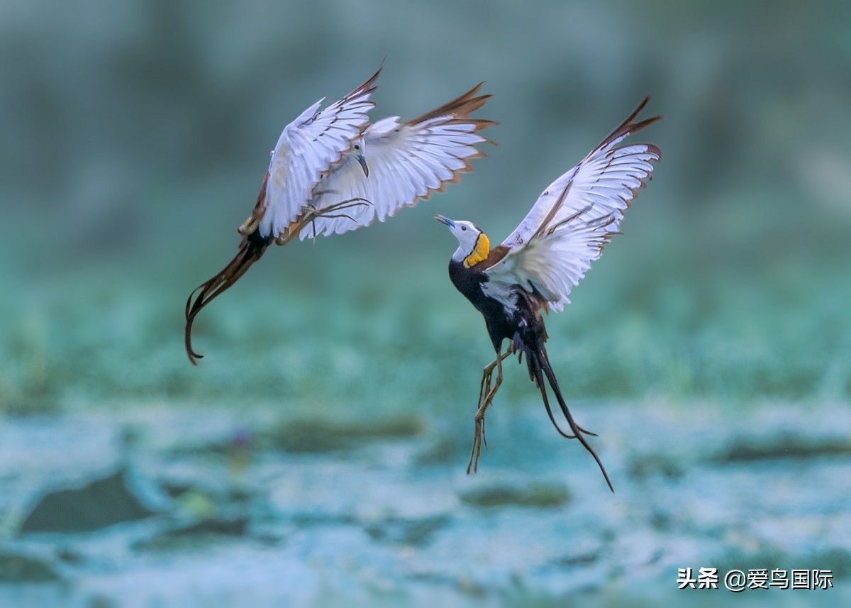 观鸟大年,观鸟大年免费