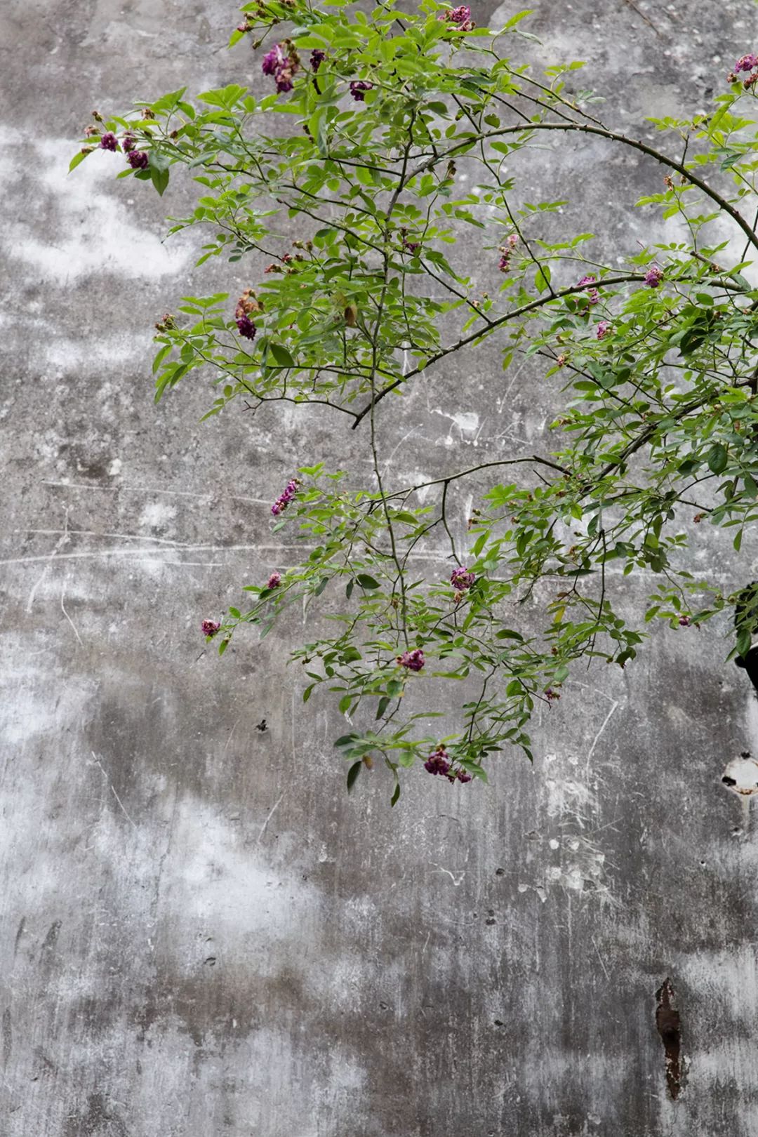 苏州园林静谧之美,苏州小众园林