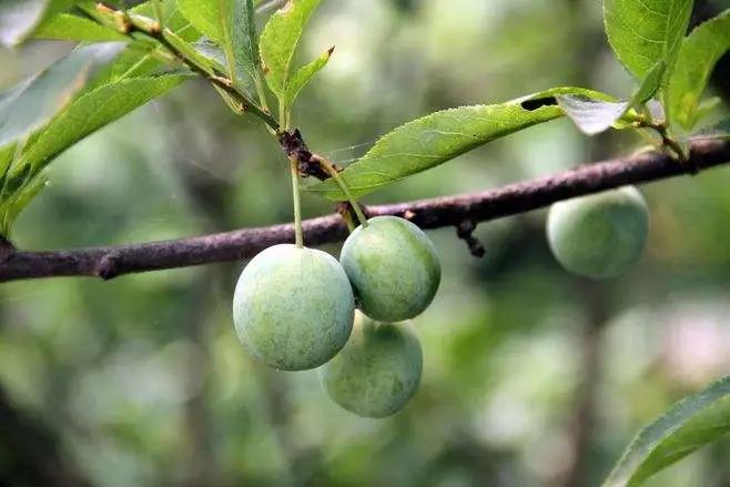 果实生长缓慢什么原因,果实产量高是什么原因