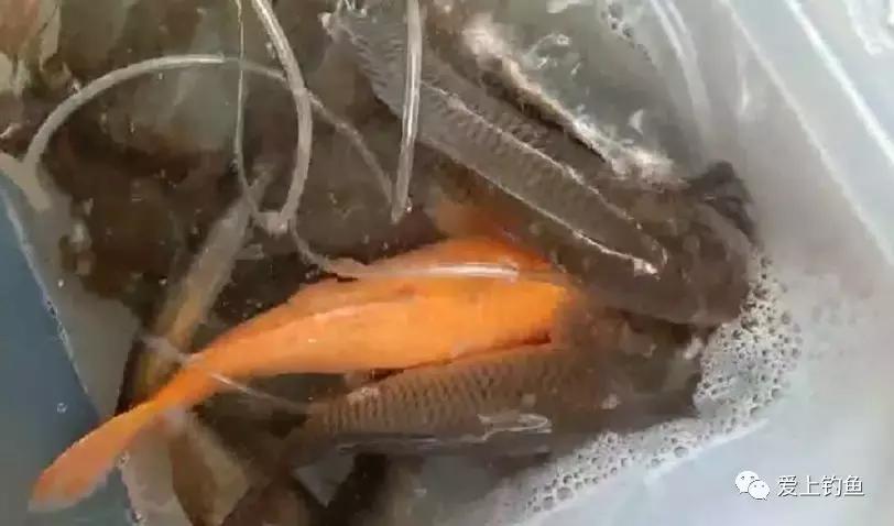 四川省仁寿县黑龙滩鱼,仁寿县黑龙滩年出鱼量