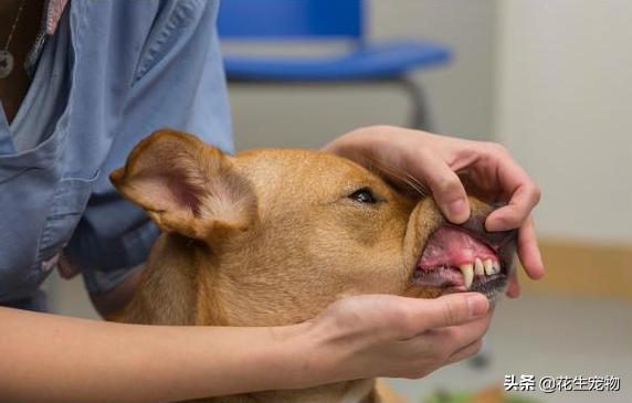 狗狗牙龈发白是贫血吗吃什么药,狗狗贫血牙龈颜色