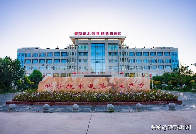 美丽青海，秋收的季节都兰红了，爆汁鲜甜的枸杞有小拇指大小