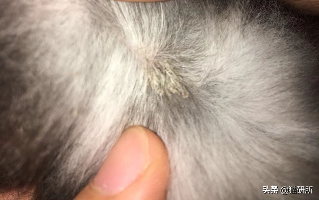 猫咪得了猫癣怎么办可以自愈吗,猫咪得了猫癣怎么办可以打疫苗吗