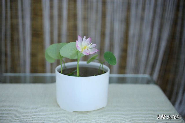 说好的碗莲呢？养了3年，连一朵花都没见，最后只收获一堆菜藕