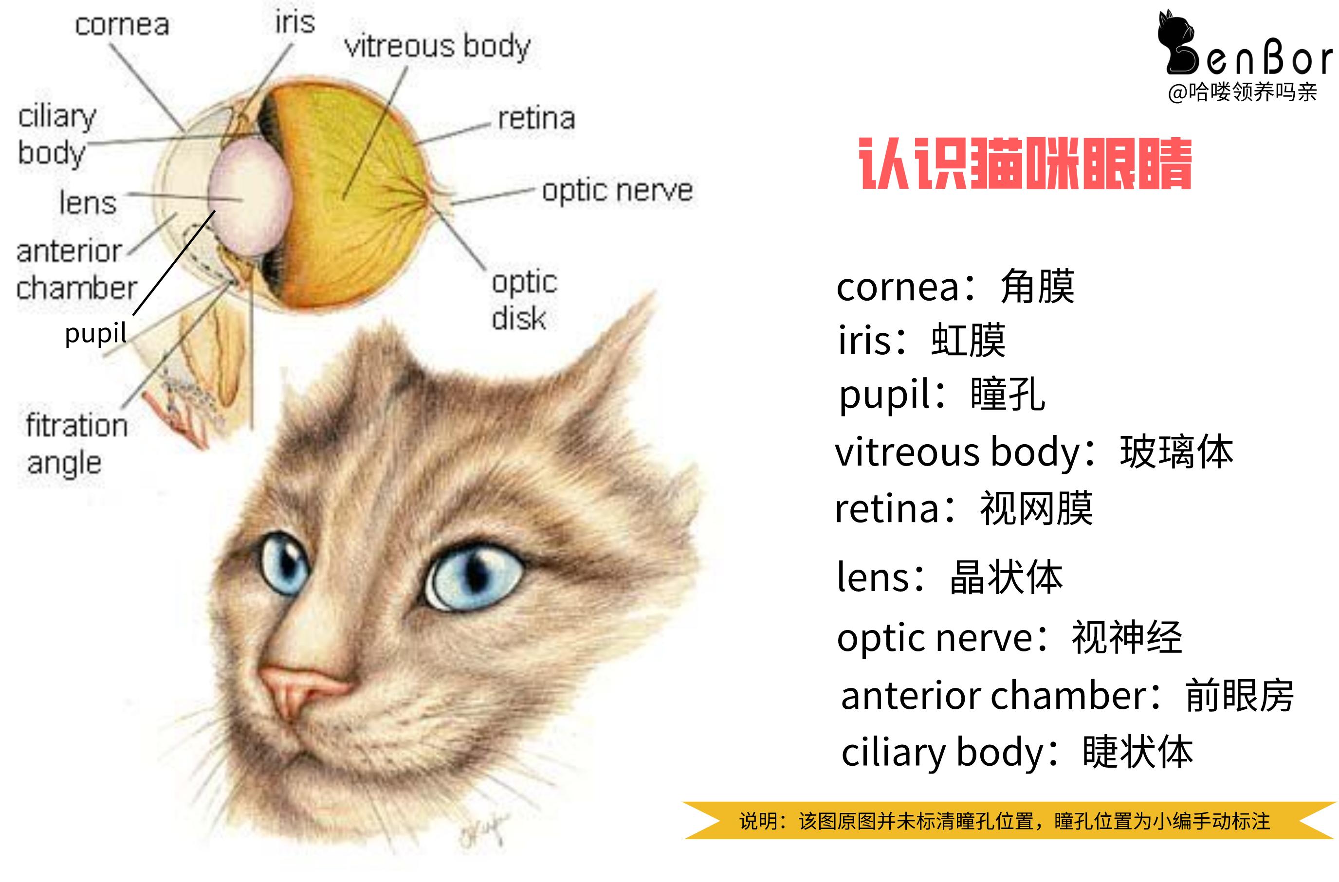 小猫咪能看懂别的猫咪照片吗,小猫咪在猫咪的眼里是什么样的
