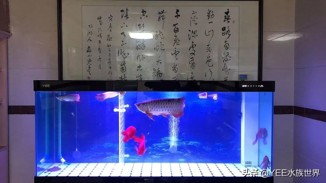 粘玻璃鱼缸专用的胶水,鱼缸专用密封胶是什么