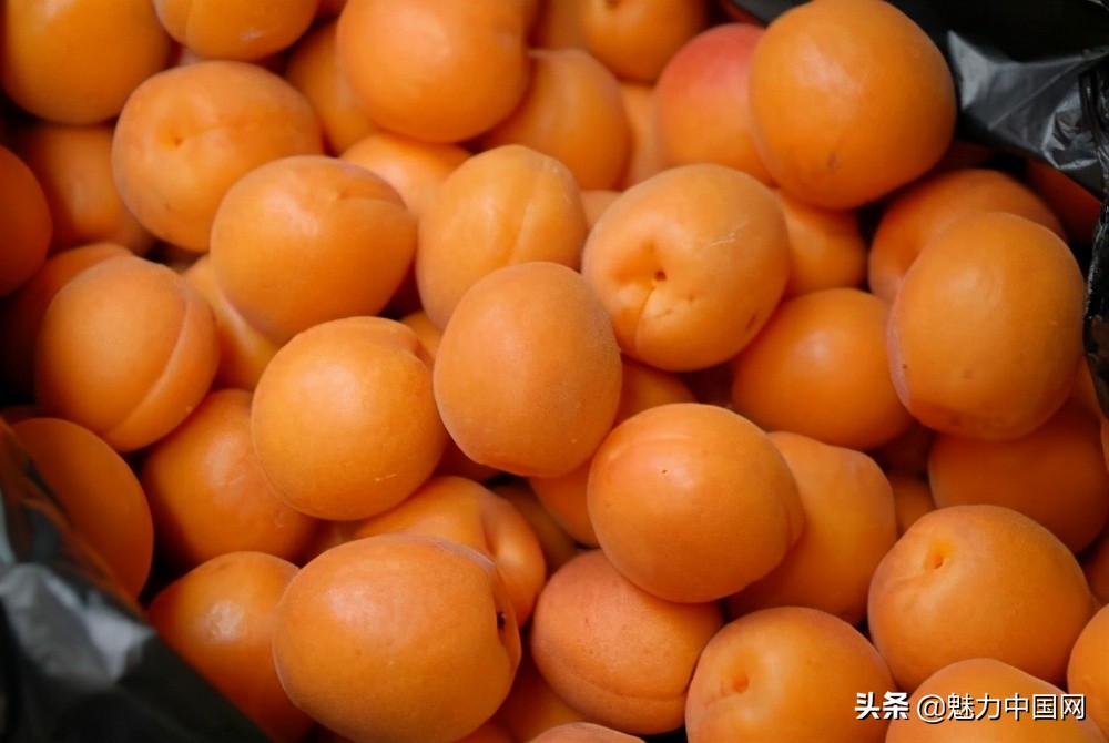 杏儿熟了课文,杏儿熟了原唱完整版