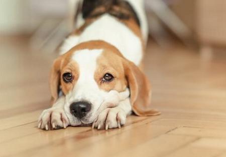 养狗九年狗狗不生病的秘密,养狗八年才知道的狗狗小秘密