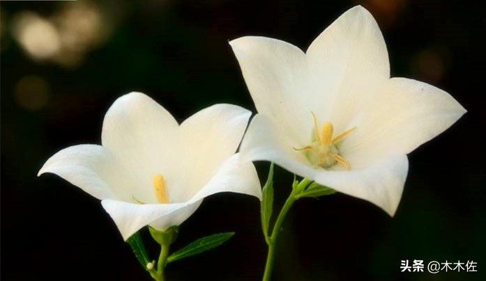 唯美桔梗花,草莓味的桔梗花