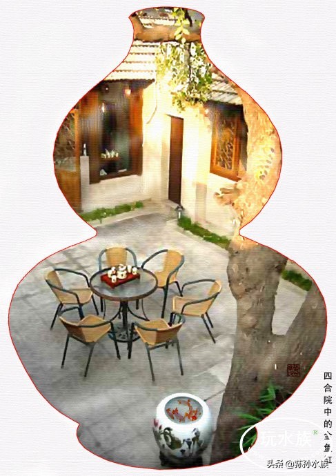 古法养金鱼全攻略,古法养金鱼开缸