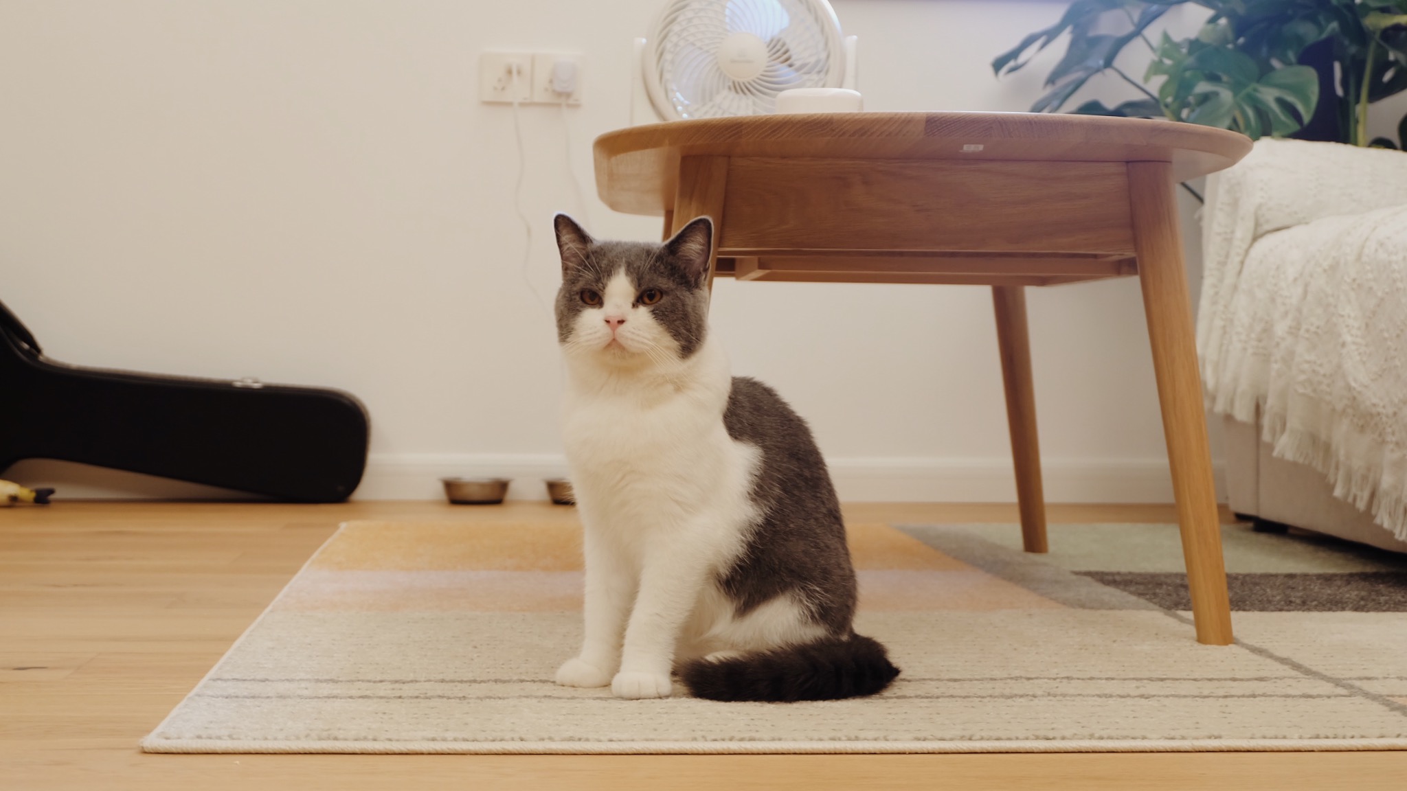 兔绵之家：平凡风格的真意|XSDesign