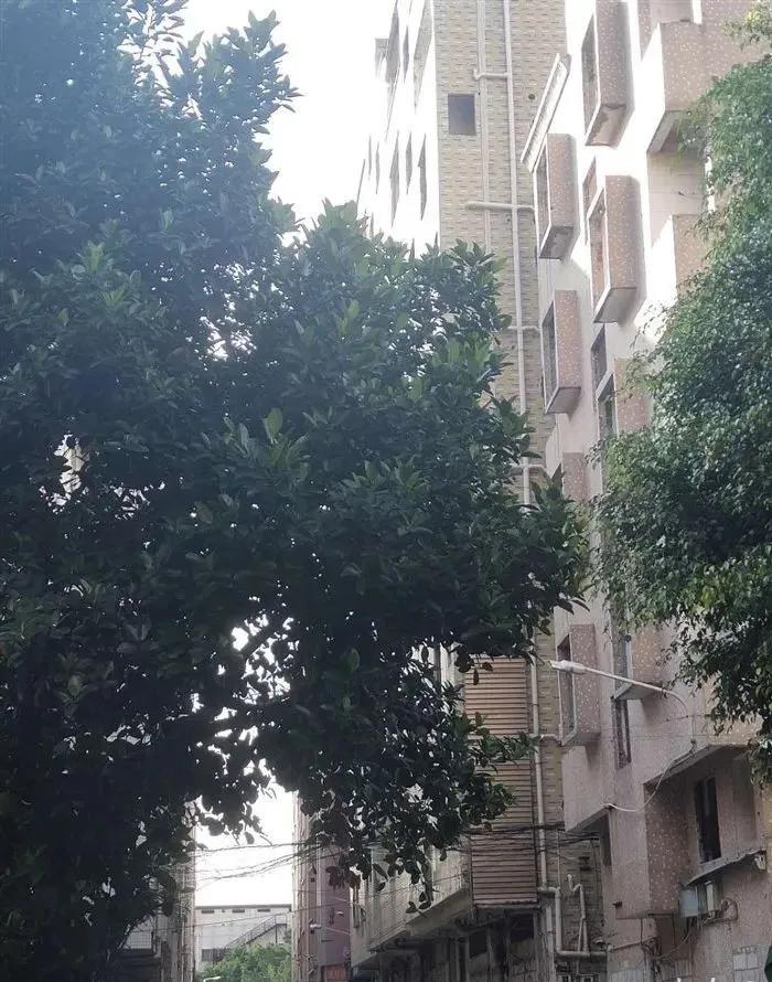 坂田重大规划33号线,坂田岗头地铁规划