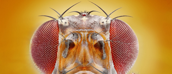 厨房果蝇小飞虫怎么消灭,厨房消灭果蝇的最好方法