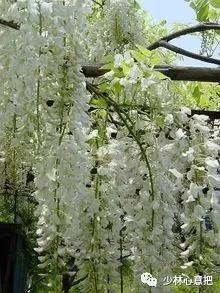 中药图片大全名称,中药图片大全带药名高清