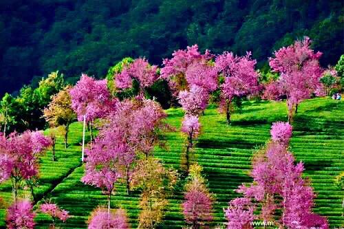 中国最稀少樱花品种阳光樱,樱花品种推荐之迎春樱