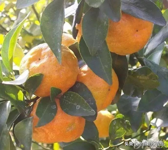 10类常见虫害高清图谱含防治方案,20种病虫害防治集合