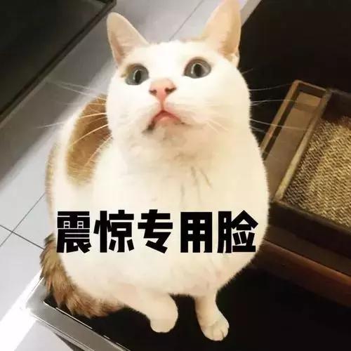 猫咪发情那些事，发情的猫咪都有什么表现呢？