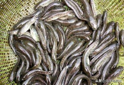 俗称“七星鱼”，酷似泥鳅，有“鱼中珍品”美誉，60元1斤难买到