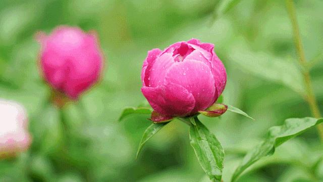 华酝牡丹园紫藤花,华酝牡丹园格桑花