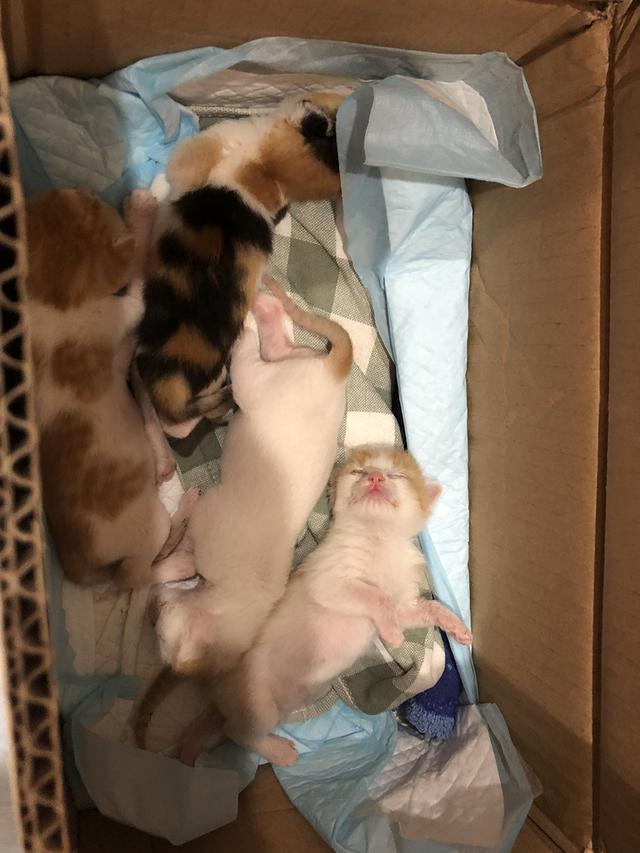 如何喂养刚出生的小奶猫,怎么喂养小奶猫