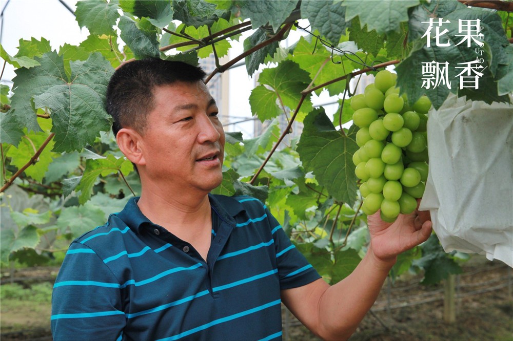 吴小平有机阳光玫瑰葡萄,吴小平的葡萄熟了