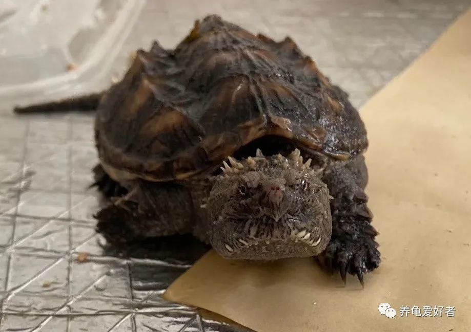 乌龟为什么喜欢打群架,乌龟为什么会打群架