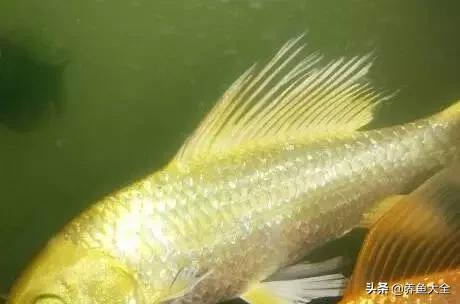 疾病小课堂第二弹——观赏鱼疾病