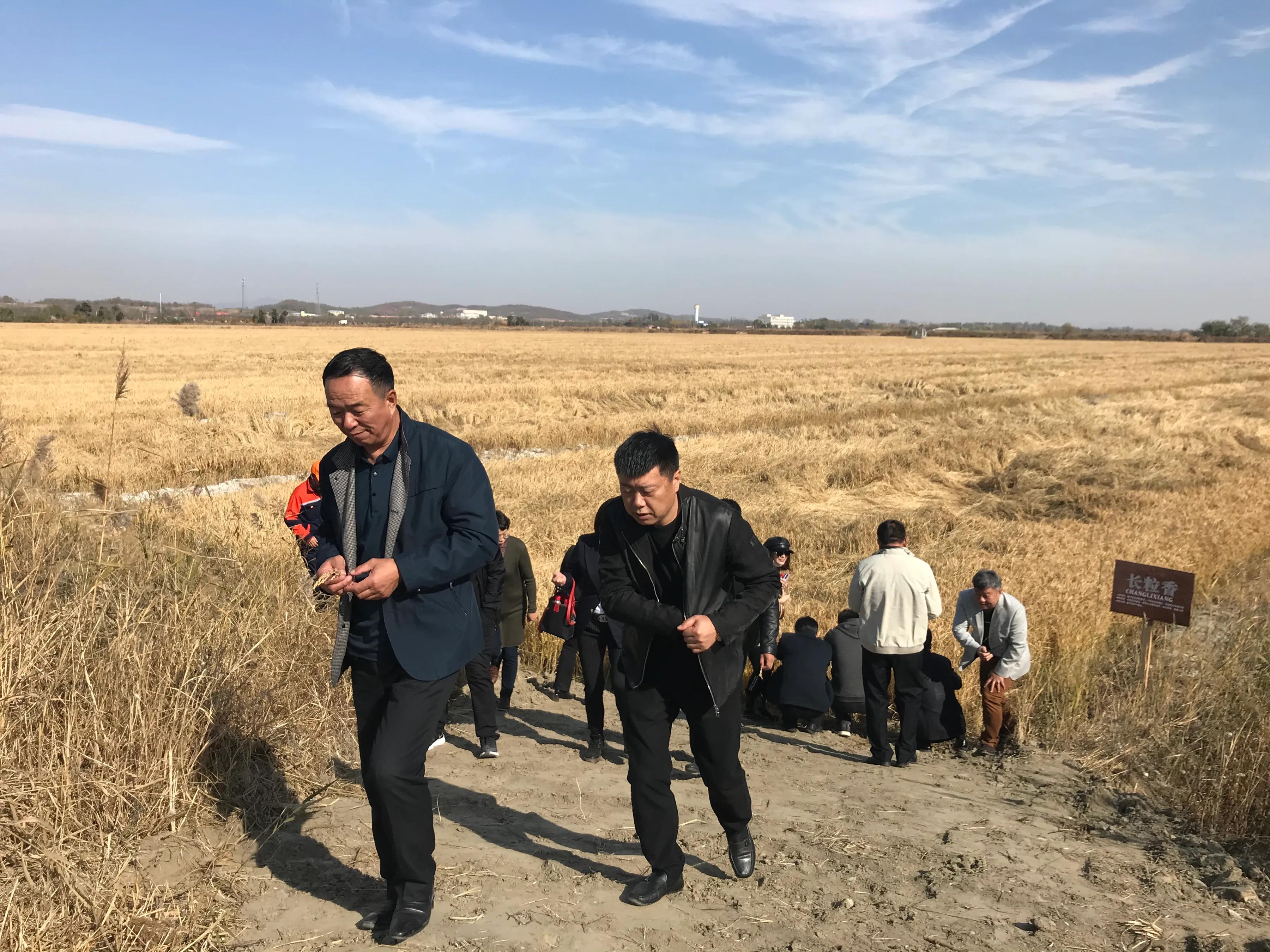 庄河盐碱地长出来的好大米,庄河市聚诚盐碱地大米