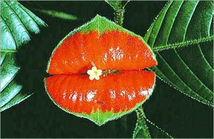 世界上10大最奇特的植物,世界上最奇特的植物叫什么名字