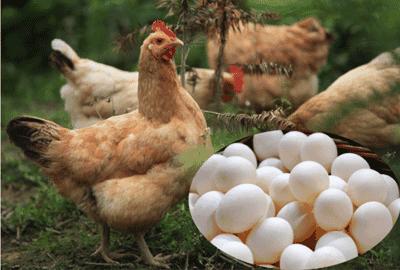散养土鸡养殖成本计算方法有哪些,散养土鸡的成本与利润是多少