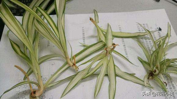 吊兰叶片少不长新叶片是什么原因,吊兰不长藤条怎么回事