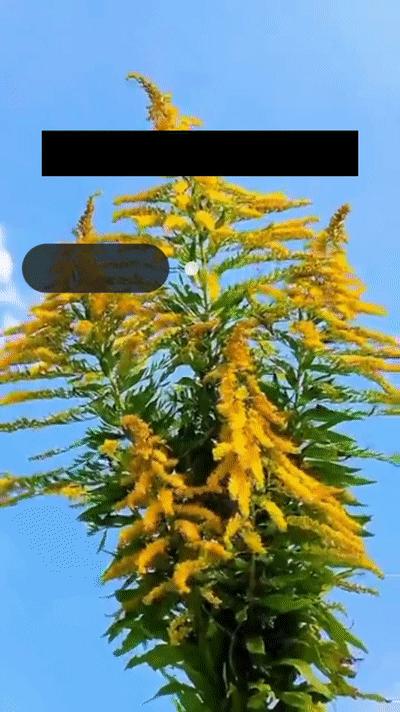 加拿大一枝黄花霸王花,加拿大一枝黄花怎么入侵了