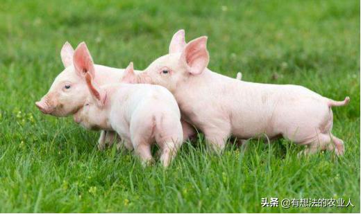 对抗顽疾的最佳方法,预防蓝耳病的最佳方法